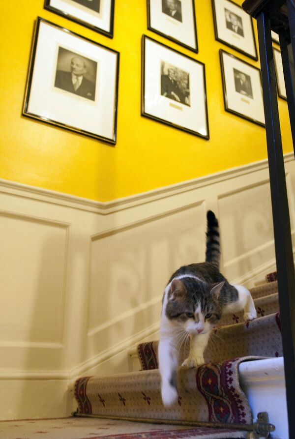Кот Ларри в резиденции британских премьеров на Даунинг-стрит, 10 в Лондоне, Великобритания - Sputnik Молдова