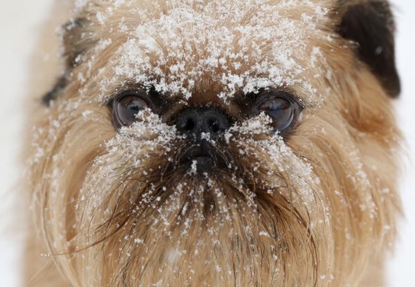 Снег на морде пса в центре ухода за собаками Hounds on the Hudson в Олбани, штат Нью-Йорк, США - Sputnik Молдова