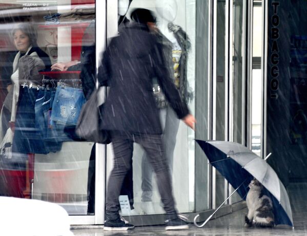 Кошка прячется под зонтом, оставленным перед магазином в македонской столице Скопье - Sputnik Молдова