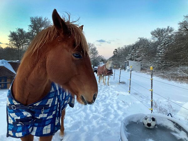 Лошадь в попоне у поилки с замерзшей водой в Техасе, США - Sputnik Молдова