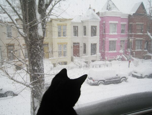 Кошка смотрит из окна на заснеженную улицу в Вашингтоне - Sputnik Молдова