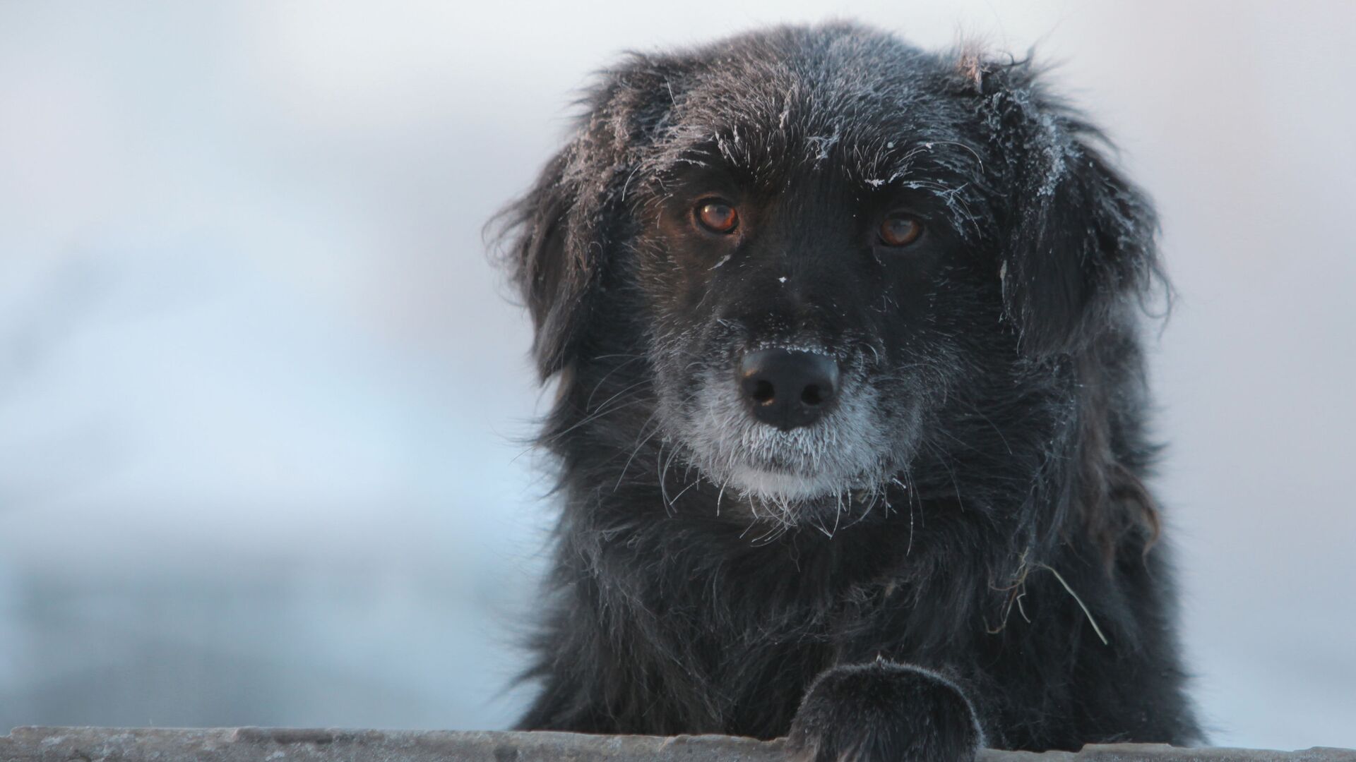 Дворовая собака в городе Тара Омской области в сильный мороз - Sputnik Молдова, 1920, 22.01.2022