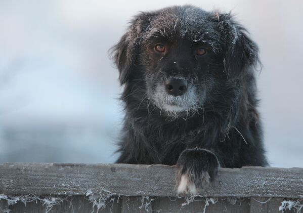 Дворовая собака в городе Тара Омской области в сильный мороз - Sputnik Молдова