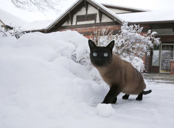 Кот гуляет во дворе после снежной бури в Денвере - Sputnik Молдова