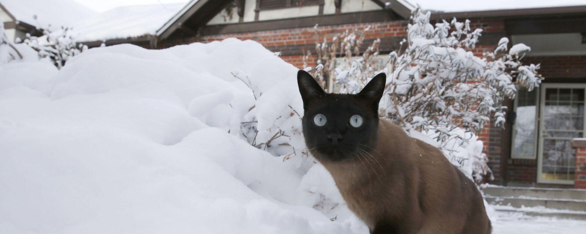 Кот гуляет во дворе после снежной бури - Sputnik Молдова, 1920, 12.12.2021