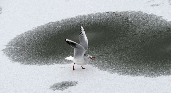  Чайка прогуливается по замерзшему озеру в Берлине - Sputnik Молдова