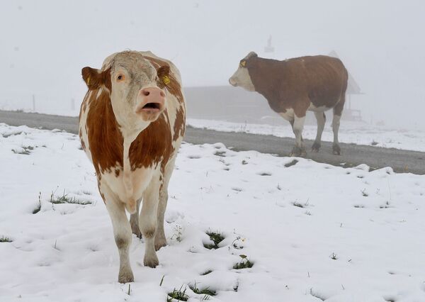 Коровы на горном пастбище в австрийской провинции Зальцбург - Sputnik Молдова