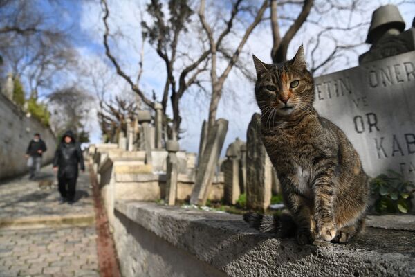 Кот на одном из кладбищ Стамбула - Sputnik Молдова