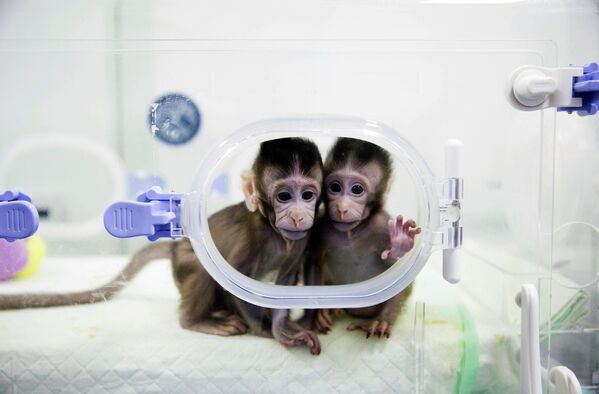 Клонированные обезьяны в лаборатории исследования приматов в Китайской академии наук. 22 января 2018 - Sputnik Молдова