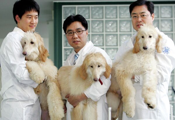 Профессор из Сеульского национального университета Ли Бён-чунь демонстрирует клонированных собак. Южная Корея - Sputnik Молдова