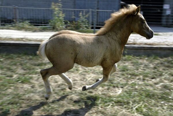 Первая в мире клонированная лошадь Прометея - Sputnik Молдова