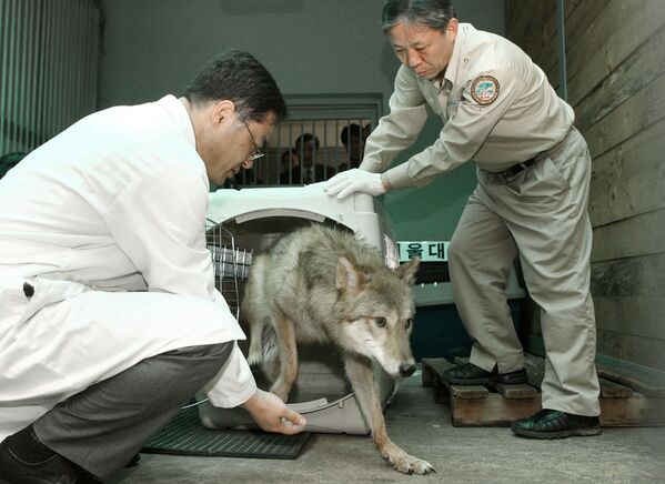 Клонированная волчица в зоопарке на юге Сеула, Южная Корея - Sputnik Молдова