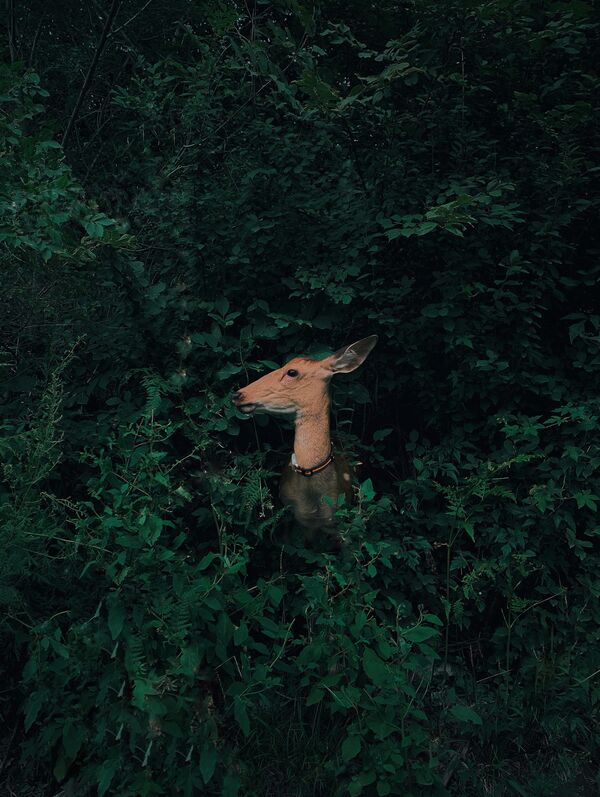 Снимок Deer Hidden in the Forest китайского фотографа Jian Cui, ставший победителем в категории Nature & Wildlife в конкурсе 10th Mobile Photography Awards - Sputnik Moldova