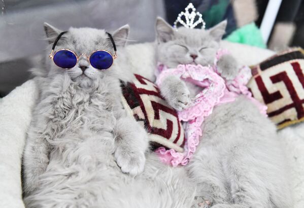Кошки британской породы на выставке КоШарики Шоу в Москве - Sputnik Молдова
