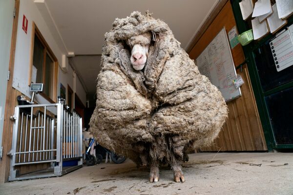 Овца Баарак перед стрижкой в Лансфилде, Австралия - Sputnik Moldova-România