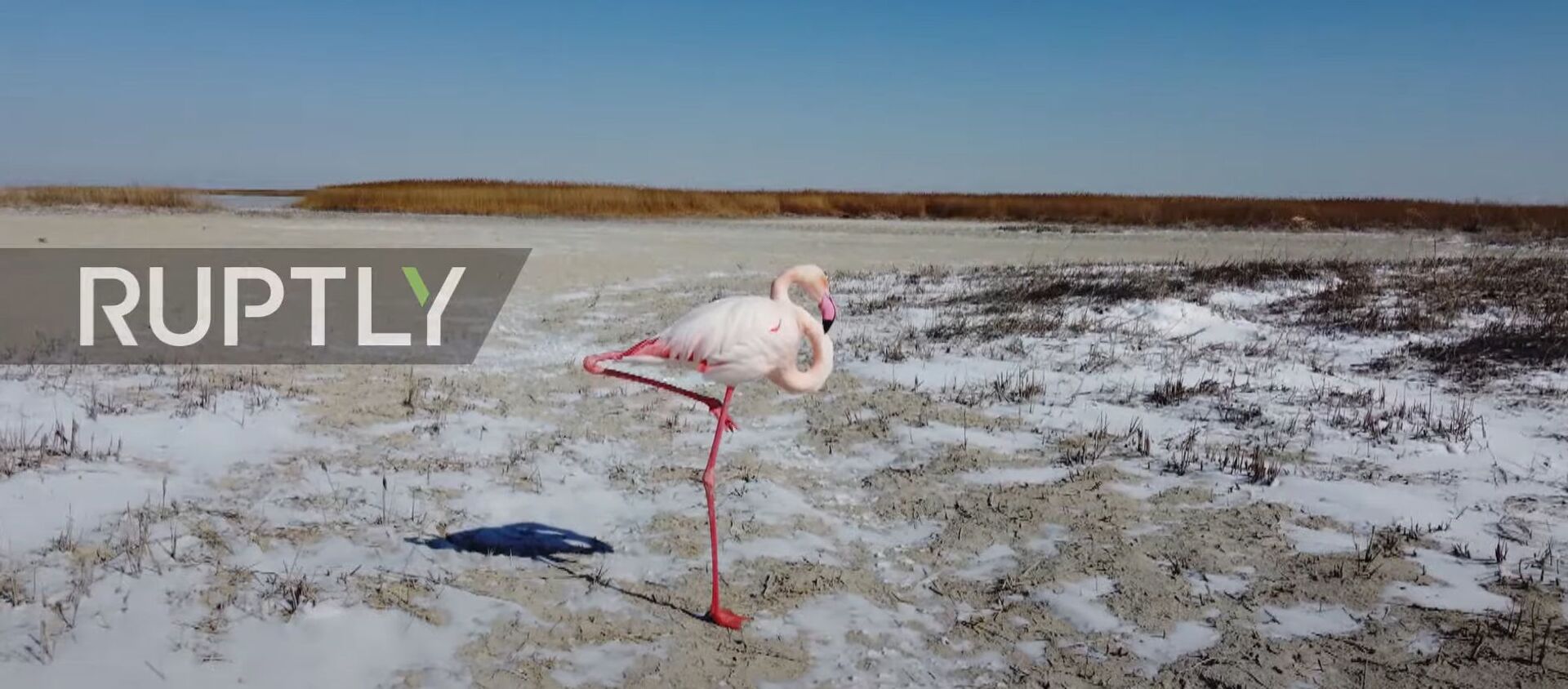 Фламинго неожиданно прилетели на зимнее озеро в Казахстане - Sputnik Moldova, 1920, 01.03.2021