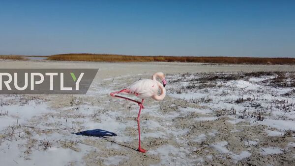 Фламинго неожиданно прилетели на зимнее озеро в Казахстане - Sputnik Moldova