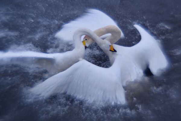 Лебеди-кликуны на Лебедином озере, расположенном на территории государственного природного комплексного заказника Лебединый в Алтайском крае - Sputnik Молдова