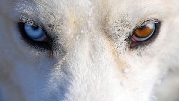 Собака участников гонки на собачьих упряжках Сила Сибири - 2021 - Sputnik Молдова