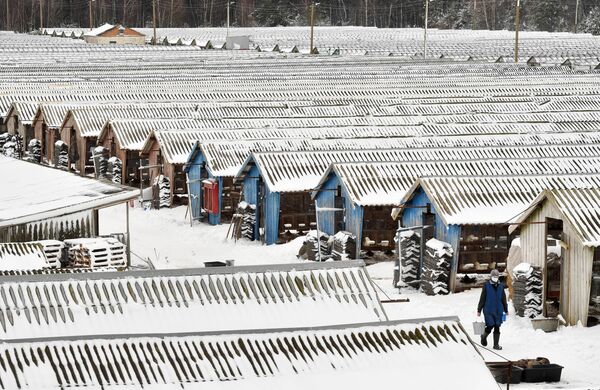Ферма по разведению норок в белорусской деревне Молотковичи - Sputnik Молдова