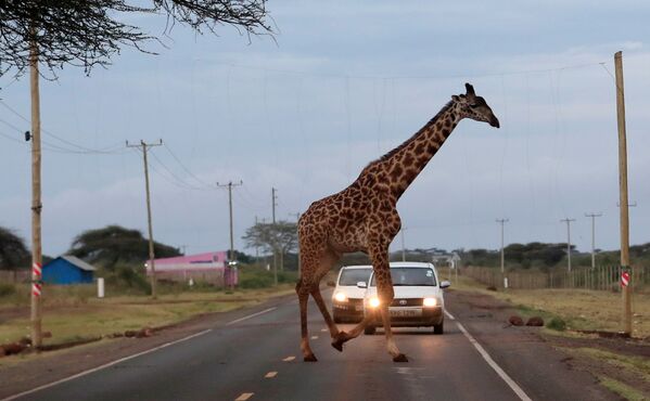 Жираф пересекает дорогу в заповеднике Кимана, Кения - Sputnik Молдова