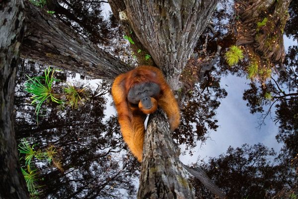 Снимок The World Is Going Upside Down канадского фотографа Thomas Vijayan, занявший первое место в категории Animals in their habitat и ставший победителем конкурса World Nature Photography Awards 2020 - Sputnik Молдова
