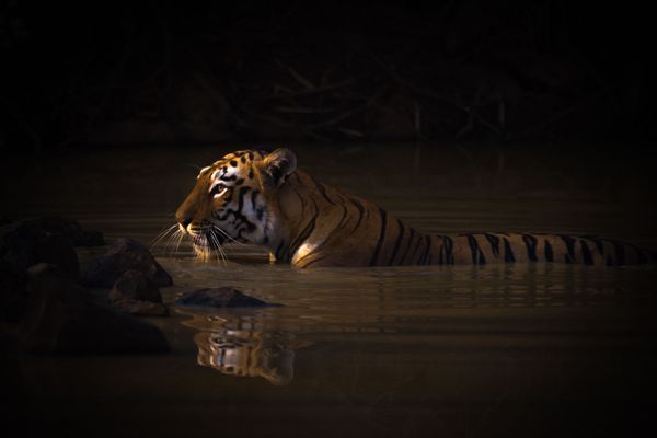 Снимок Bengal tiger with catchlight in water hole британского фотографа Nick Dale, занявший первое место в категории Animal portraits конкурса World Nature Photography Awards 2020 - Sputnik Молдова
