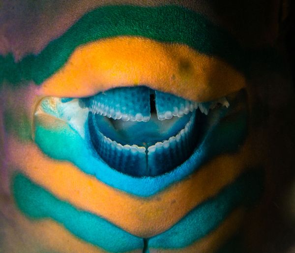 Снимок The real joker греческого фотографа Pavlos Evangelidis, занявший третье место в категории Nature art конкурса World Nature Photography Awards 2020 - Sputnik Молдова