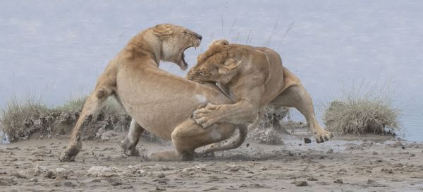 Снимок Lions фотографа из США Patrick Nowotny, занявший первое место в категории Behaviour - Mammals конкурса World Nature Photography Awards 2020 - Sputnik Молдова