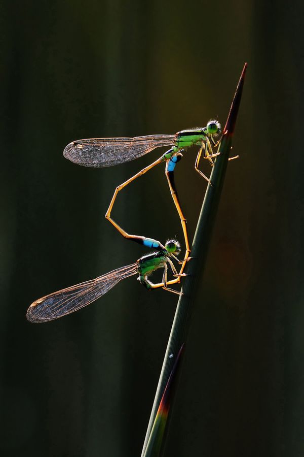 Снимок Damselflies сингапурского фотографа Dr Tze Siong Tan, занявший первое место в категории Behaviour - Invertebrates конкурса World Nature Photography Awards 2020 - Sputnik Молдова