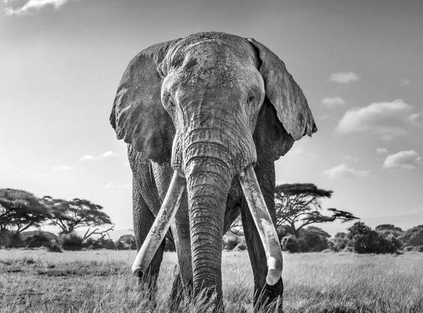 Снимок Ulysses, one of the last remaining great tuskers британского фотографа Harry Skeggs, занявший первое место в категории Black and white конкурса World Nature Photography Awards 2020 - Sputnik Молдова