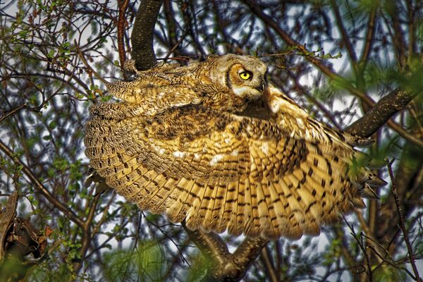 Снимок Great horned owl канадского фотографа Dale Paul, занявший первое место в категории Behaviour - Birds конкурса World Nature Photography Awards 2020 - Sputnik Молдова