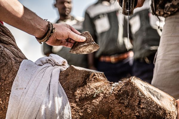 Снимок 21st century rhino conservation бельгийского фотографа Gunther De Bruyne, занявший первое место в категории Nature photojournalism конкурса World Nature Photography Awards 2020 - Sputnik Молдова