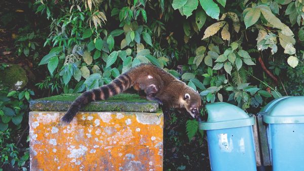 Снимок Addicted coati испанского фотографа Adriana Rivas, занявший третье место в категории Urban wildlife конкурса World Nature Photography Awards 2020 - Sputnik Молдова