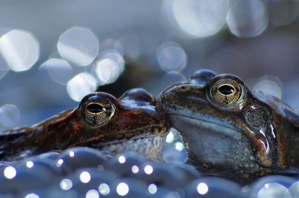 Снимок The kiss итальянского фотографа Vittorio Ricci, занявший первое место в категории Behaviour - Amphibians and reptiles конкурса World Nature Photography Awards 2020 - Sputnik Молдова