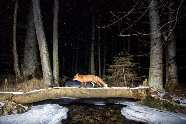 Снимок Fox чешского фотографа Vladimir Cech, занявший второе место в категории Animals in their habitat конкурса World Nature Photography Awards 2020 - Sputnik Молдова