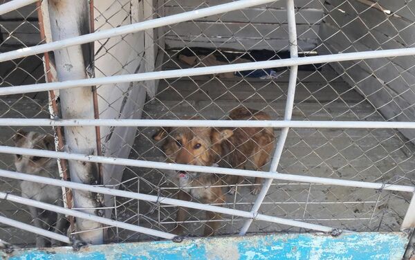 Первый в Гагаузии временный приют для собак открыли в Чадыр-Лунге - Sputnik Молдова