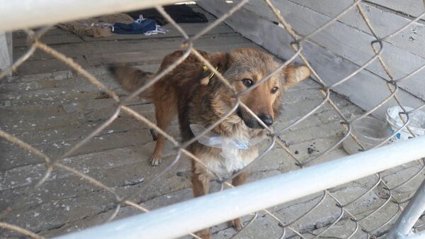 Первый в Гагаузии временный приют для собак открыли в Чадыр-Лунге - Sputnik Moldova