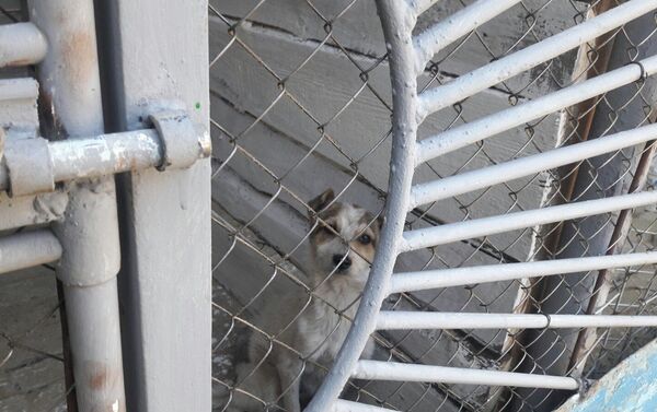 La Ceadâr-Lunga a fost deschis primul adăpost pentru câini din Găgăuzia - Sputnik Moldova