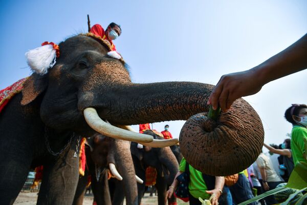 Национальный день слона в Таиланде - Sputnik Молдова