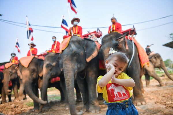 Национальный день слона в Таиланде - Sputnik Молдова