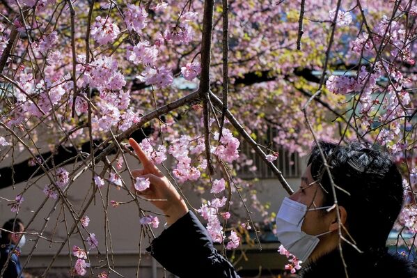 O tânără admiră florile de cireș în Tokyo. 14 martie 2021 - Sputnik Moldova