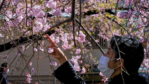 Девушка любуется цветущей вишней в Токио - Sputnik Moldova