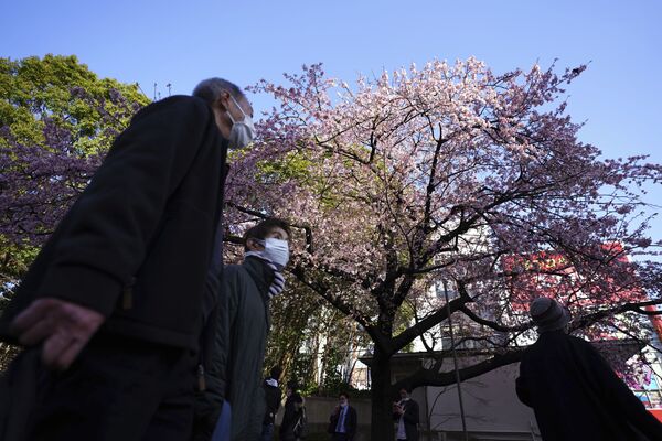 Люди любуются цветущей вишней в Токио - Sputnik Moldova