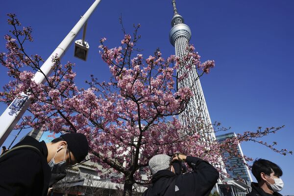 Люди любуются цветущей вишней в Токио - Sputnik Moldova