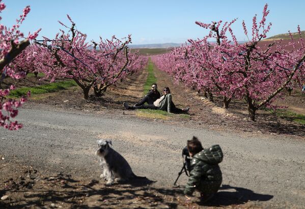 Ребенок фотографирует своих родителей среди цветущих персиковых деревьев в испанском муниципалитете Айтона - Sputnik Молдова