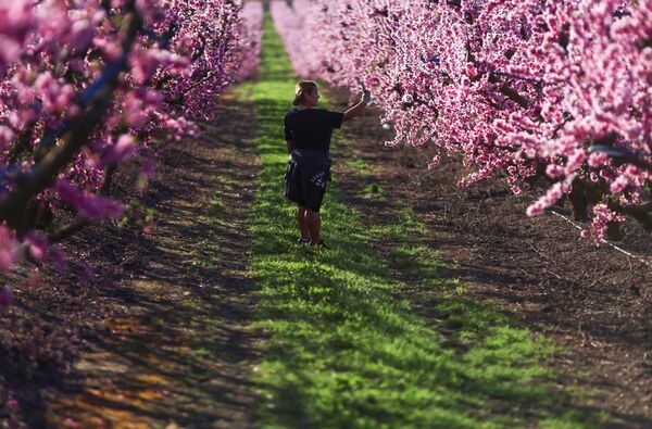 Девушка снимает селфи на фоне цветущих персиковых деревьев в испанском муниципалитете Айтона - Sputnik Молдова