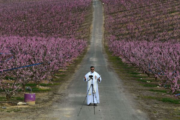 Священник записывает на мобильный телефон свою проповедь посреди цветущего персикового сада в испанском муниципалитете Айтона - Sputnik Молдова