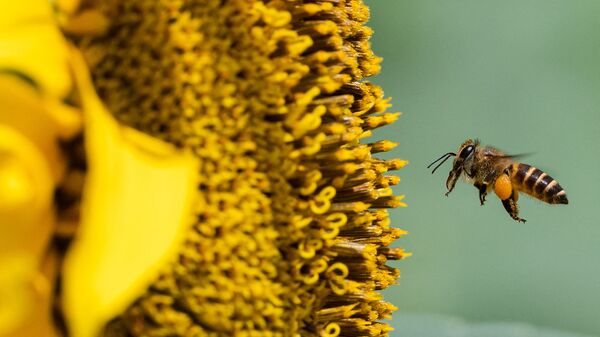 Пчела приземляется на подсолнечник в подсолнечном саду в Баган Датук в штате Перак в Малайзии - Sputnik Молдова