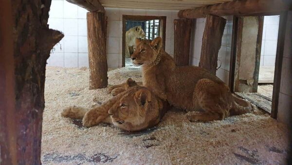 Африканские львы в зоопарке Кишинева - Sputnik Moldova